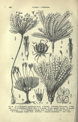 Biophytum abyssinicum