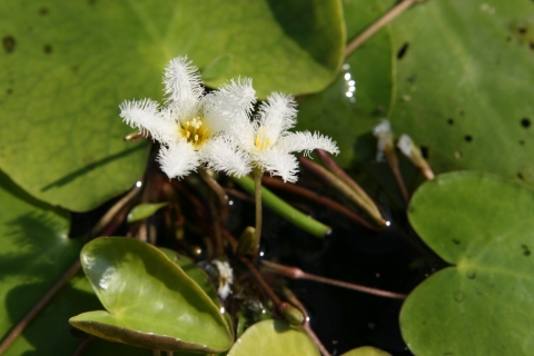 Nymphoides cristata