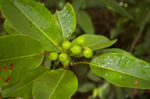 Sapium marmieri