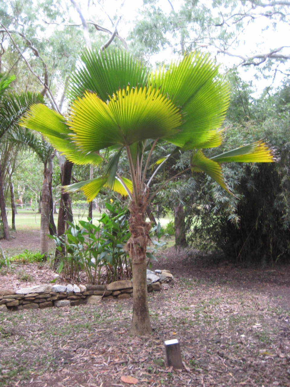 Pritchardia pacifica