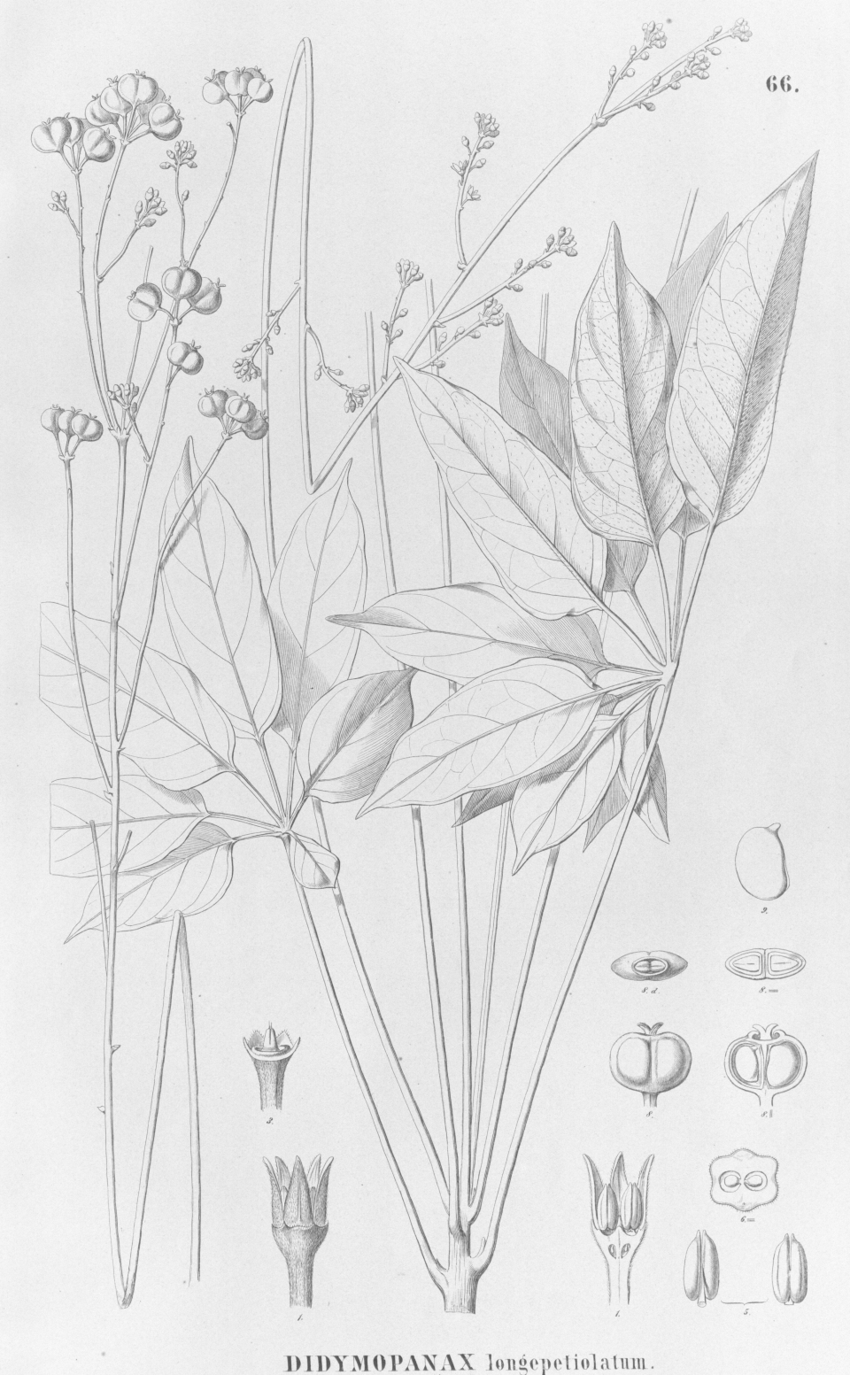Schefflera longipetiolata