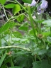 Vigna unguiculata cylindrica