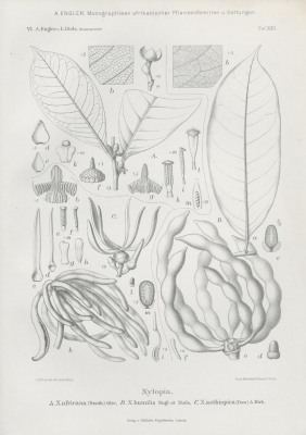 Xylopia rubescens