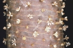 Borassus aethiopum