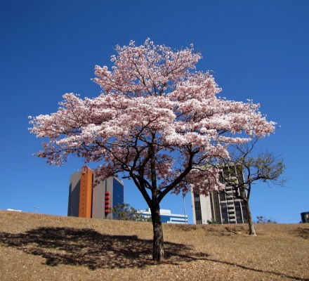 Tabebuia roseoalba