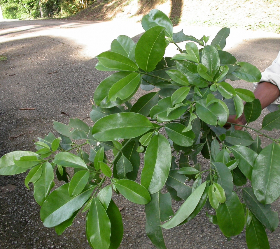 Craterispermum laurinum