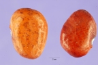 Phaseolus acutifolius