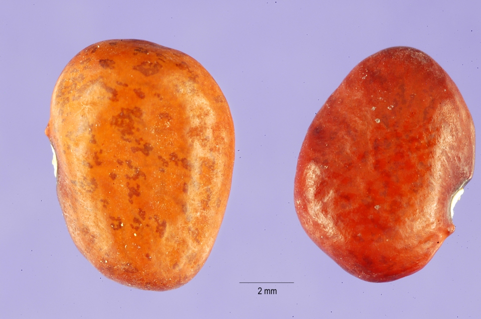 Phaseolus acutifolius