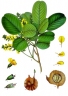 Pterocarpus santalinus
