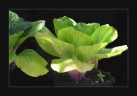 Brassica rapa chinensis
