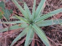 Aloe christianii