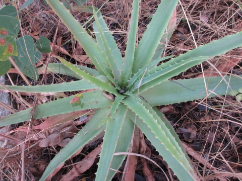 Aloe christianii