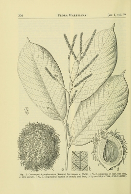 Castanopsis hypophoenicea
