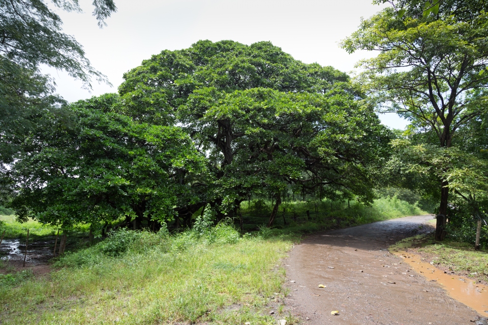 Ficus cotinifolia