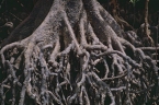 Bruguiera gymnorhiza