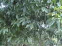Quercus humboldtii