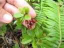 Vaccinium dentatum