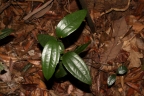 Smilax calophylla
