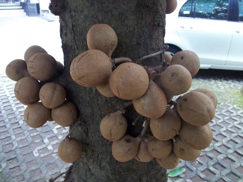 Stelechocarpus burahol