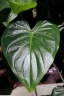 Alocasia cucullata