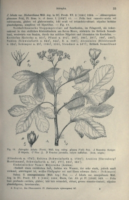 Jatropha glauca