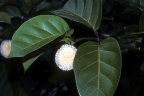 Nauclea latifolia