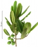 Calophyllum longifolium