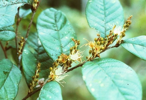 Couepia paraensis