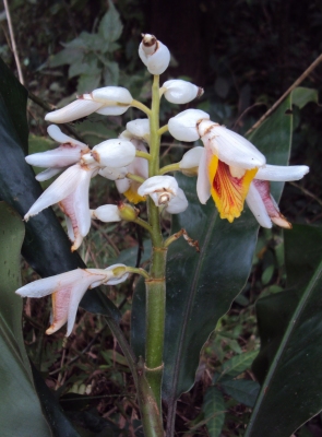 Alpinia malaccensis