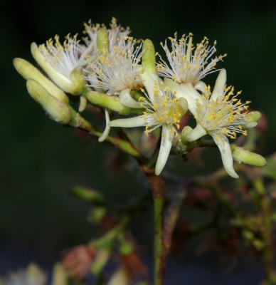 Vantanea parviflora