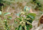 Ruprechtia laxiflora