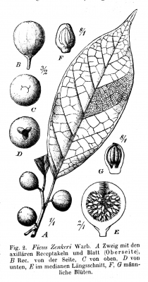 Ficus variifolia