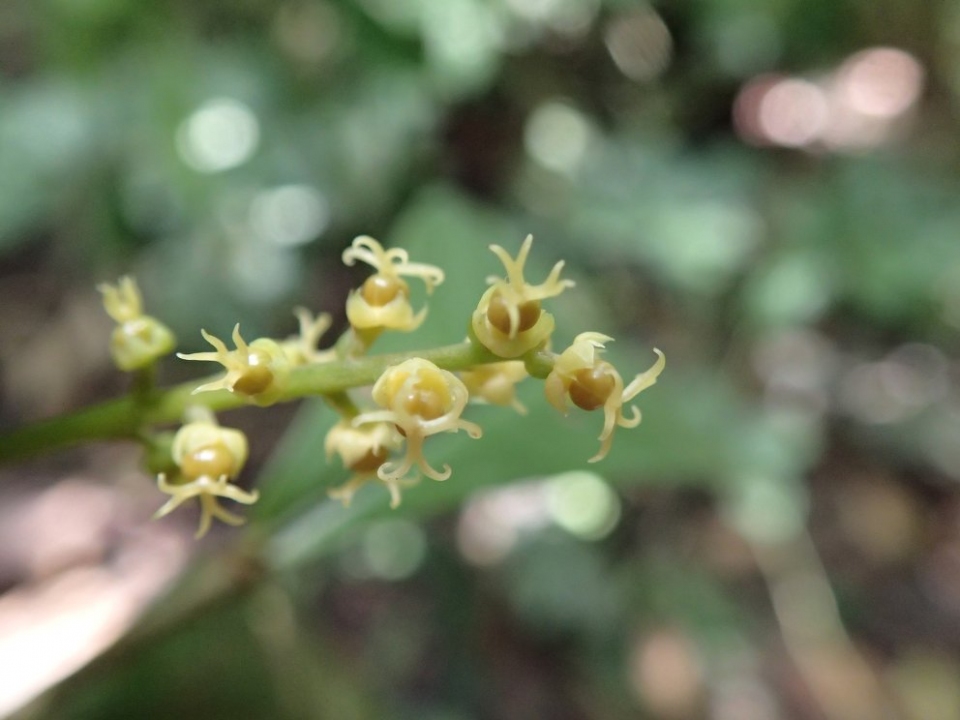 Thecacoris stenopetala