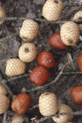 Eremospatha macrocarpa