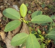 Baliospermum solanifolium
