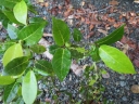 Ficus adenosperma