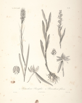 Habenaria rumphii