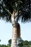Oenocarpus bacaba