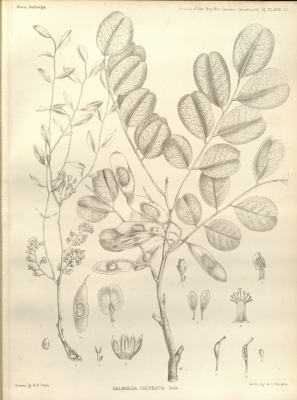 Dalbergia cultrata