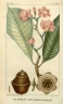 Eschweilera grandiflora