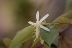 Pterospermum suberifolium