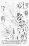 Canarium acutifolium