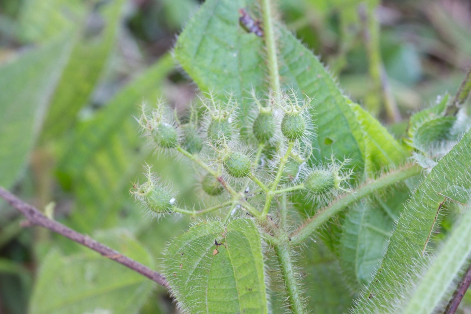 Clidemia dentata