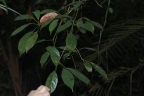 Baccaurea racemosa