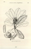 Magnolia sororum