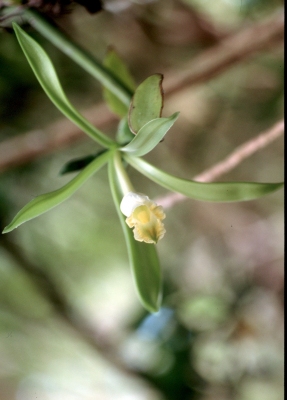 Vanilla phaeantha