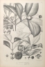Garcinia sizygiifolia