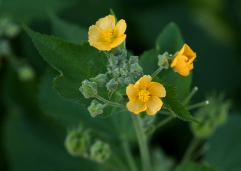 Abutilon ramosum