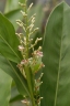 Alpinia oxyphylla