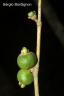 Eugenia verticillata